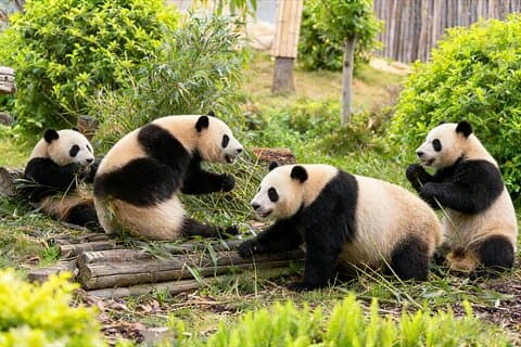3-Day Private Tour: Incredible Chengdu Highlights
