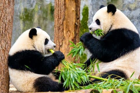 2-Day Private Tour to Chengdu City Highlights+ Leshan Buddha from Beijing by Air