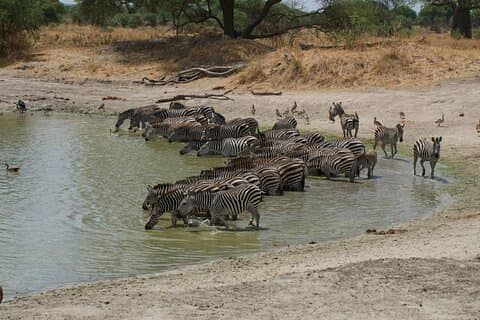 Ngorongoro Ganztageserlebnis mit Fortgeschrittener und Transfer