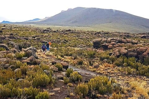 Kilimanjaro Dagsvandring till Shiraplatån med picknicklunch