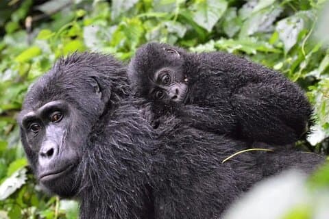2 dagars Gorilla Trekking äventyr från Kigali