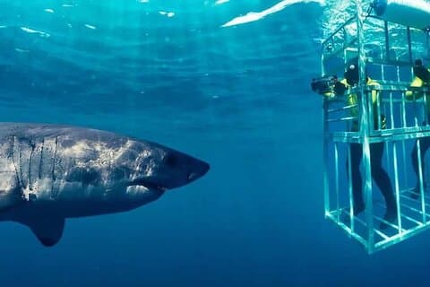 Duikavontuur met haaienkooien in Gansbaai