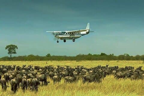 Dagstur till Selous Nyerere nationalpark Flyger från Zanzibar