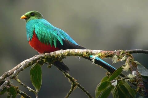 Tambopata 3-dagers Amazon-tur: Macaws, Caimans og jungelen