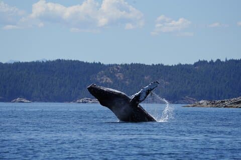 Ultimate Coastal Wildlife Tour