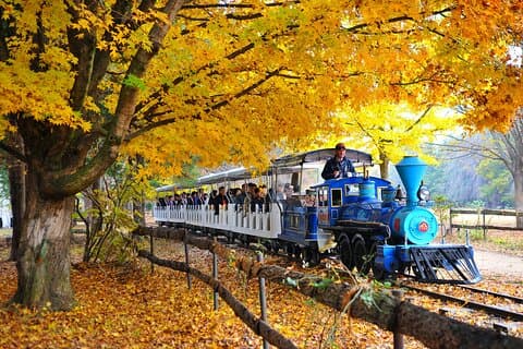 Korea's beste kalme reis naar Nami Island & Garden of Morning vanuit Seoul