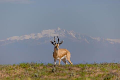 Nationalparkstur med vilda djur och fågelskådning från Agadir