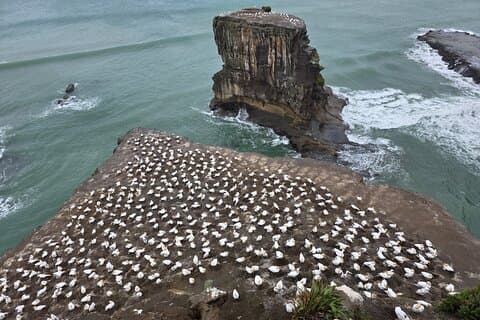 Muriwai GANNET Colony & Wine Tasting - Excursion d'une demi-journée à Auckland