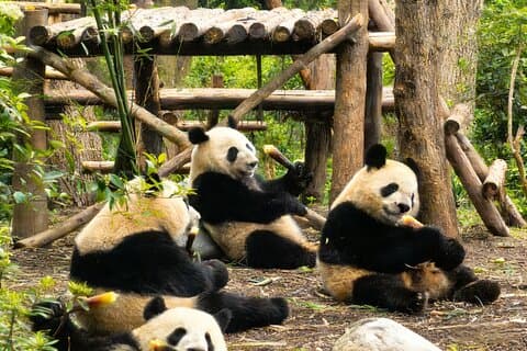 Privat dagstur till Chengdu från Peking med flyg: Leshan Giant Buddha och Pandas
