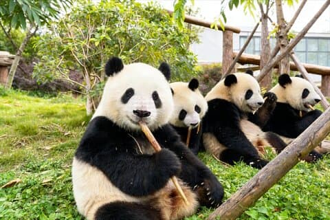 Voyage privé en train à grande vitesse de Chongqing vers le Bouddha géant de Leshan et les pandas à Chengdu