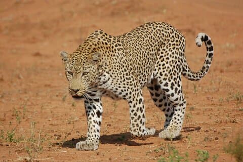 Hotéis perto de Jaipur Jhalana Amagarh Leopard Reserve 4x4