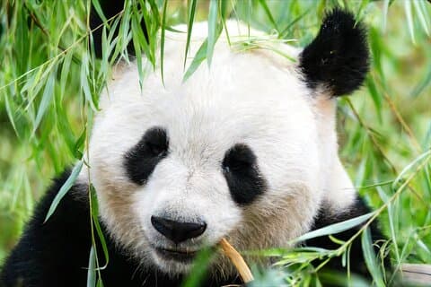 2-Days Private Tour of Chengdu City Highlights from Chongqing by Bullet Train