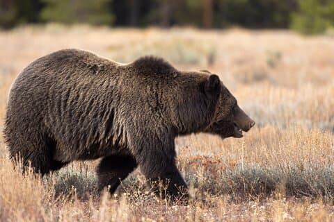 Halvdagstur til Grand Teton Wildlife Safari og Sightseeing