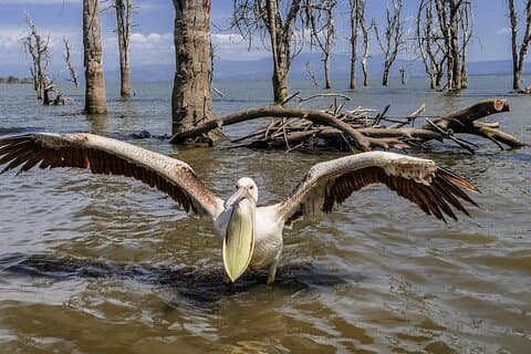 Hell’s Gate, Naivasha & Crescent Island Day Safari