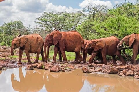 Nairobi Wildlife Experience: Elephants, Giraffes & Safari Drive
