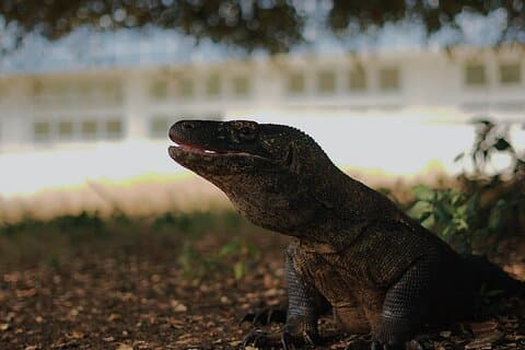 Komodo Shore Excursion From Cruise Ship