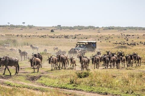 9 - Safari di lusso privato sulla migrazione degli gnu Tanzania