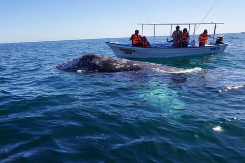 Gray Whale Experience Limited to 8