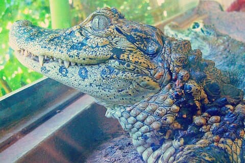 Esplora la diversità naturale al Biocentro di Iguazu