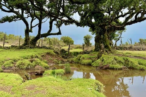 Esperienza nella foresta e nelle Highlands di Madeira 4×4