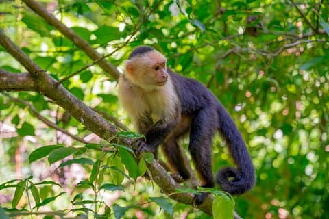 Roatan Private Tour Wildlife Snorkel og strandcruise