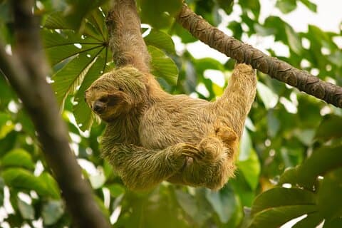 Exklusive private Roatan Tour Faultiere Affen und West Bay Beach