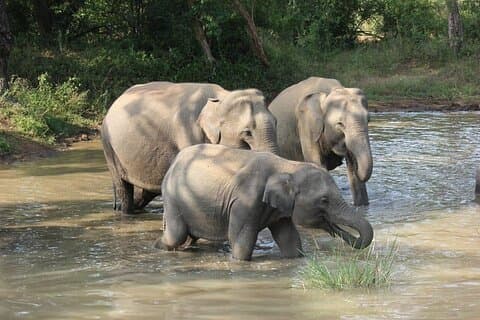 Excursion Safari d'une demi-journée au parc national de Yala
