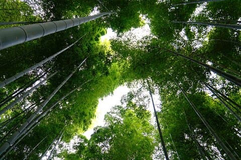 Ciclismo de bambu em Kyoto com experiência de vida local e almoço