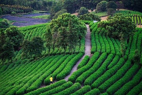 2 - dages flugt til Hangzhou West Lake & Wuzhen Water Town fr Shanghai