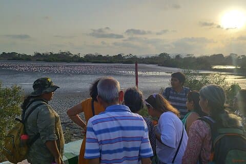 Flamingos Waders og Mangroves En vandrende aktivitet i Navi Mumbai