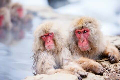 Nagano Day Trip Togakushi Shrine and Jigokudani Monkey Park