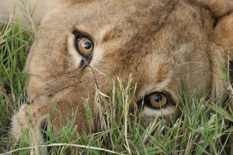 Big 5 Safari på Hluhluwe Imfolozi