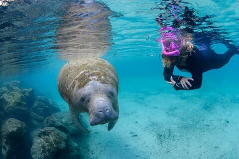 Crystal River - Private Manatee Snorkel Tour