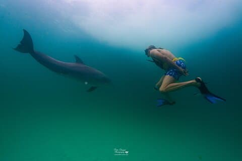 Schwimmen mit Delfinen und Shell Island Schnorchelabenteuer