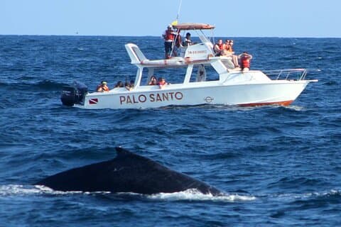 Whale Watching Tour in Samana Bay from Santo Domingo