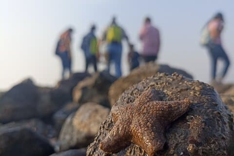 Marine Trail bij Juhu Ontdek de mariene biodiversiteit van Mumbai