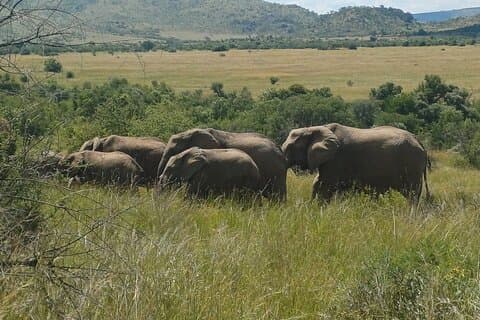 3 Tage Private Krüger Nationalpark Safari