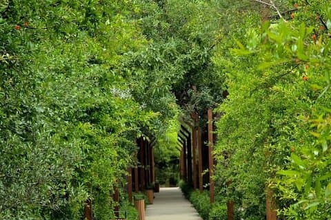 Oppdag naturen i Baku sentrale botaniske hage