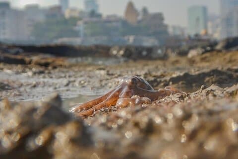 Marine Walk at Haji Ali Upptäck Mumbais kustnära biologiska mångfald