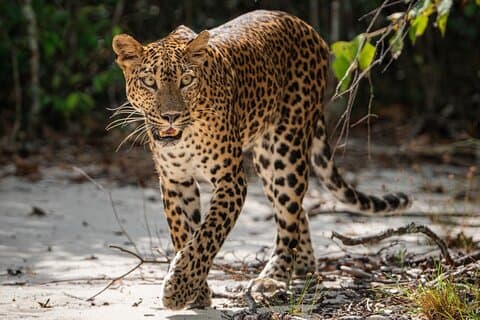 Yala nationalpark | Från Hambantota hamn ( delad safari )