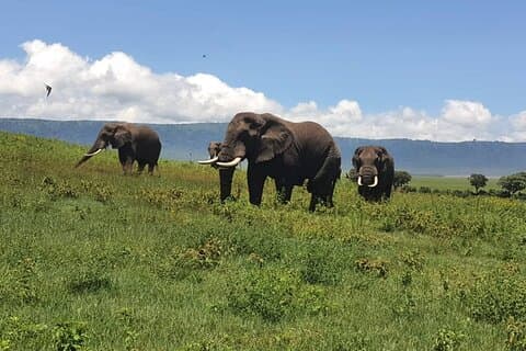 Von Tansania : 4 Tage All Inclusive Gruppensafari und Camping
