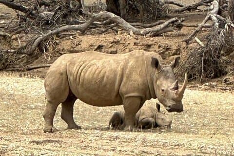 Jogo Drive e Rhino Encounter