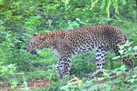 Ella nach Mirissa Transfer mit Udawalawa Safari