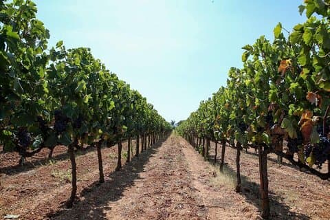 Zadar Wine Route Familj Vingårdar och provningar