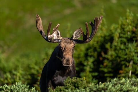 Wildlife Photography Adventures in Rocky Mountain National Park