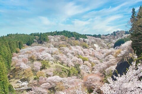Yoshino Cherry Blossom Hiking Tour With Temple Visit