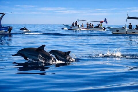 Tour de Lovina Dolphin, Natación con Delfines y Snorkel
