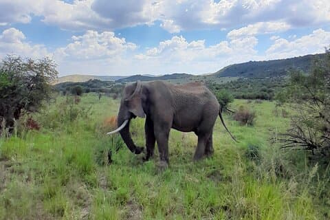 Full Day Private Pilanesberg Big Five Adventure for 5 personer eller mer