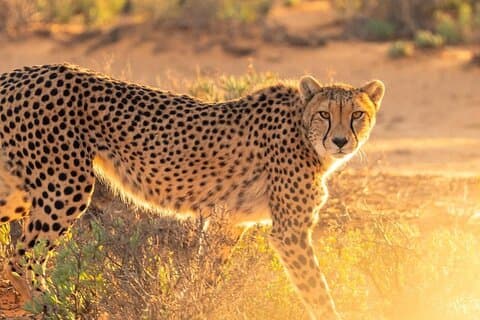 5 Day Budget Friendly Group Camping Safari in Tanzania