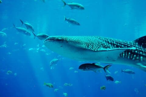 Mafia Island Whale Shark Dagstur fra Zanzibar Returrejser